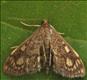 1384 (63.019) Anania stachydalis